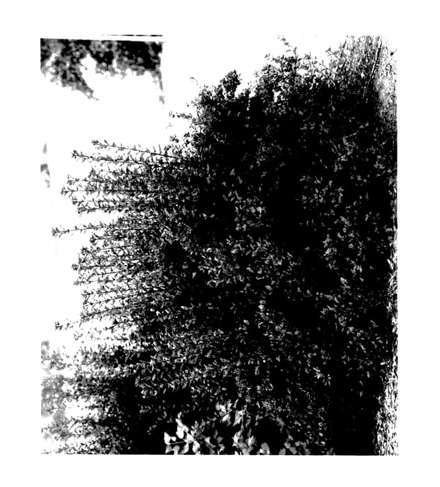 Figure 1 of US plant patent PP27551, the photograph of SMPOMINI printed in the patent.