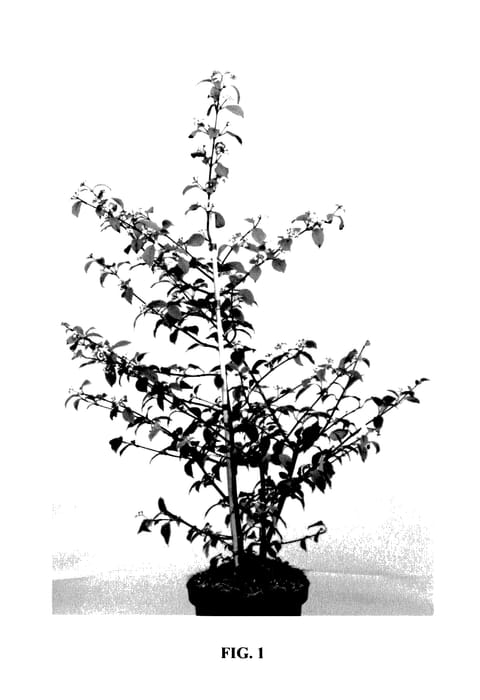 Figure 1 of US plant patent PP27552, the photograph of JWW 5 printed in the patent.