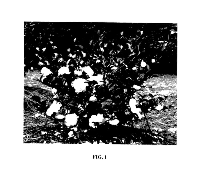 Figure 1 of US plant patent PP27553, the photograph of Green 02-004 printed in the patent.