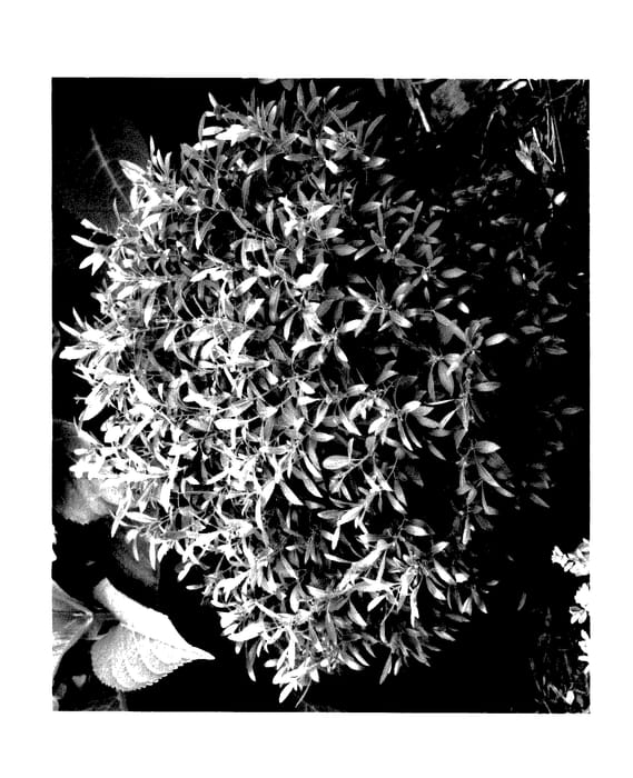 Figure 1 of US plant patent PP27554, the photograph of SMNIGAB17 printed in the patent.