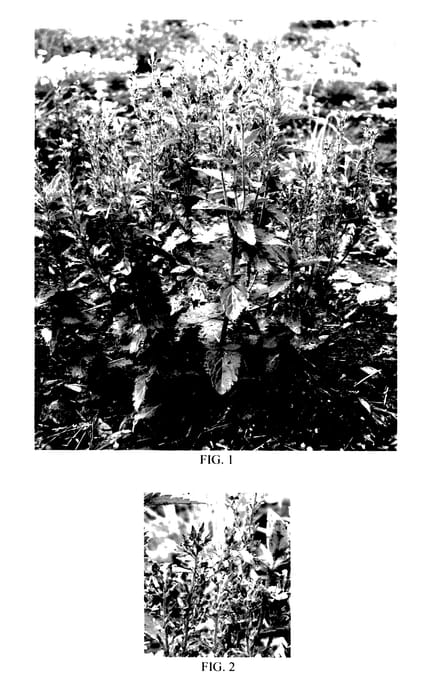 Figure 1 of US plant patent PP27555, the photograph of Florverblue printed in the patent.