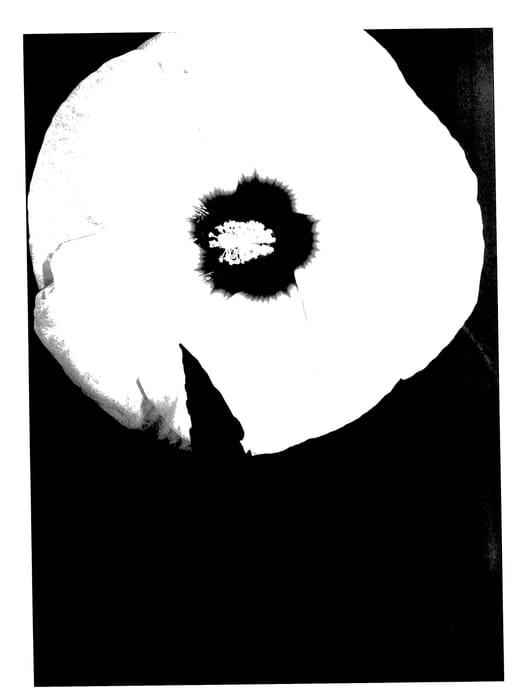 Figure 1 of US plant patent PP27556, the photograph of Creme Brulee printed in the patent.