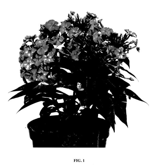 Figure 1 of US plant patent PP27557, the photograph of Versde printed in the patent.