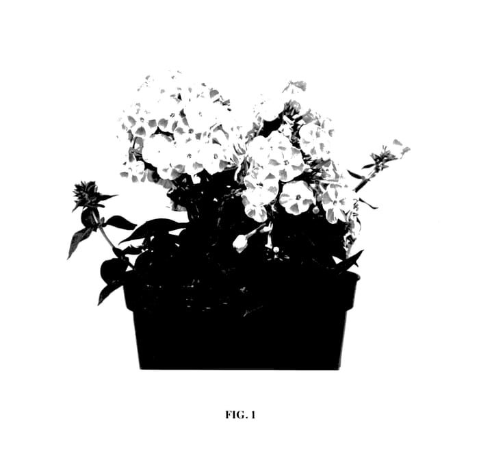 Figure 1 of US plant patent PP27558, the photograph of Verscan printed in the patent.
