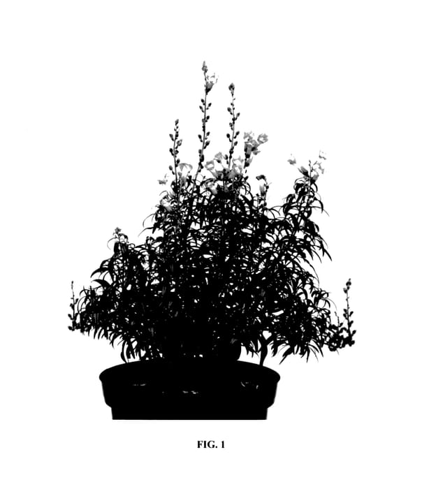 Figure 1 of US plant patent PP27559, the photograph of Pmoore07 printed in the patent.