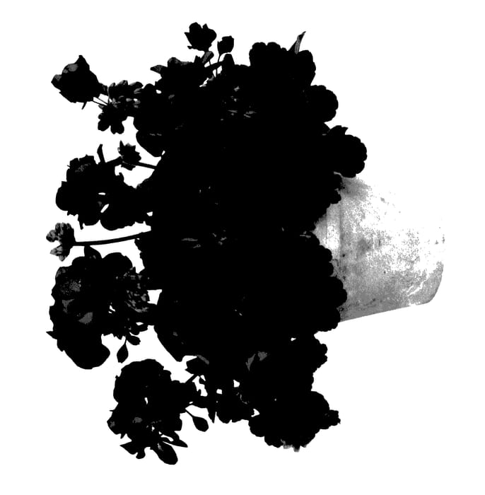 Figure 1 of US plant patent PP27560, the photograph of Genigol printed in the patent.