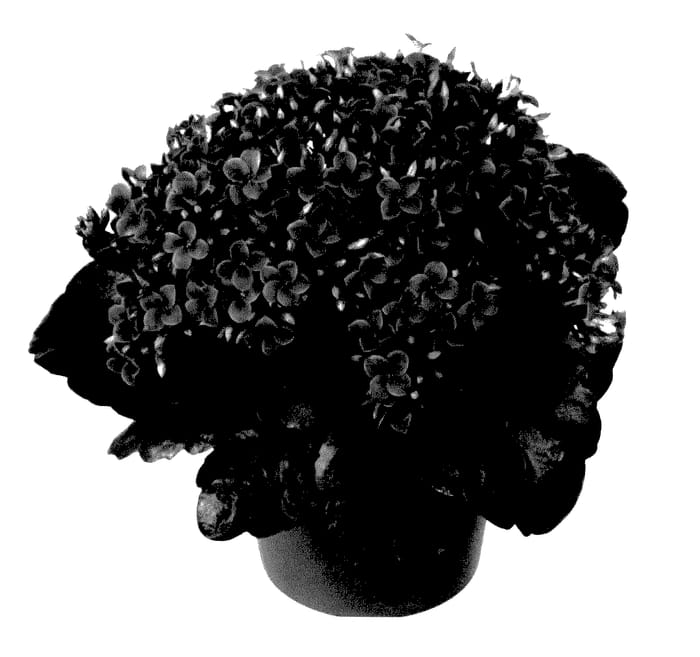 Figure 1 of US plant patent PP27561, the photograph of Fikalraja printed in the patent.