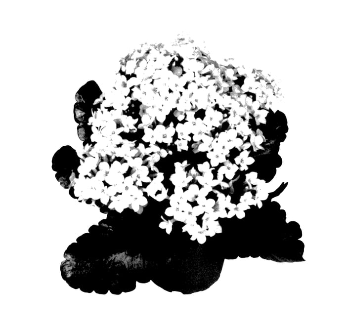 Figure 1 of US plant patent PP27563, the photograph of Fikalsaja printed in the patent.