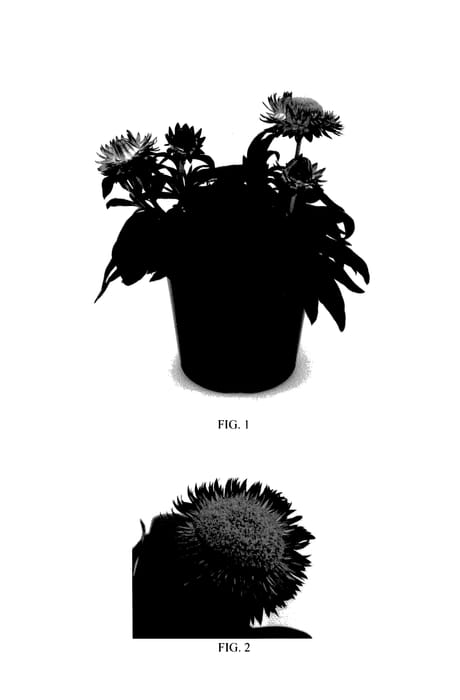 Figure 1 of US plant patent PP27564, the photograph of Bondre 1051 printed in the patent.