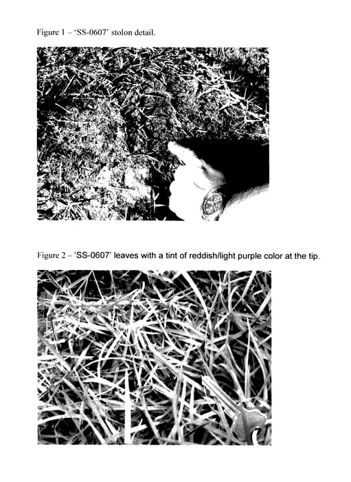 Figure 1 of US plant patent PP27565, the photograph of SS-0607 printed in the patent.