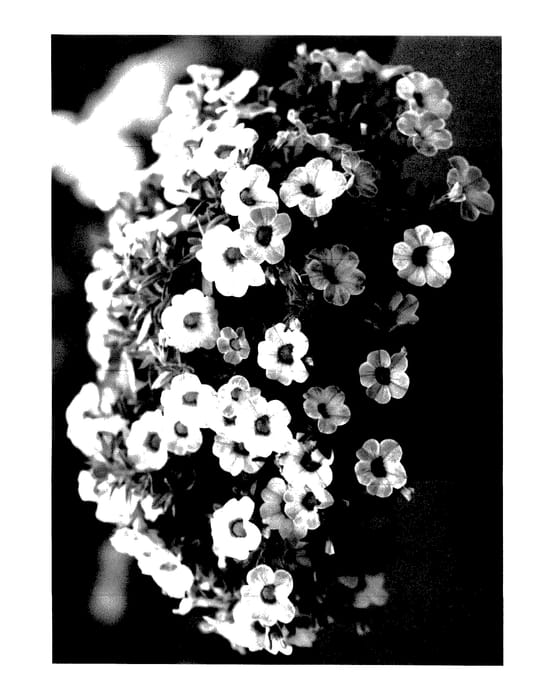 Figure 1 of US plant patent PP27566, the photograph of Wescacham printed in the patent.