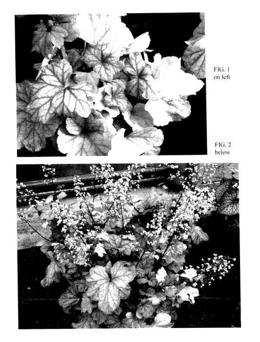 Figure 1 of US plant patent PP27567, the photograph of TNHEUCHA printed in the patent.