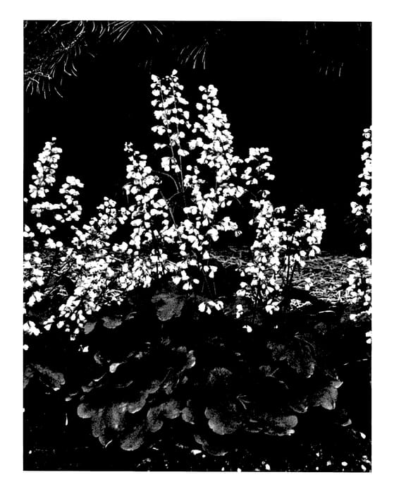 Figure 1 of US plant patent PP27568, the photograph of Inheubrara printed in the patent.