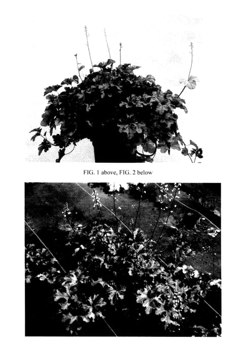 Figure 1 of US plant patent PP27569, the photograph of Autumn Cascade printed in the patent.