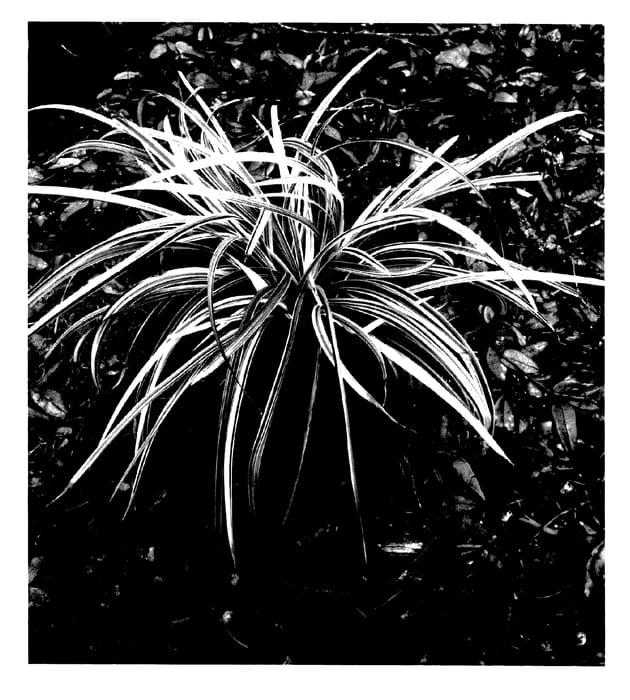Figure 1 of US plant patent PP27570, the photograph of LIRSS printed in the patent.