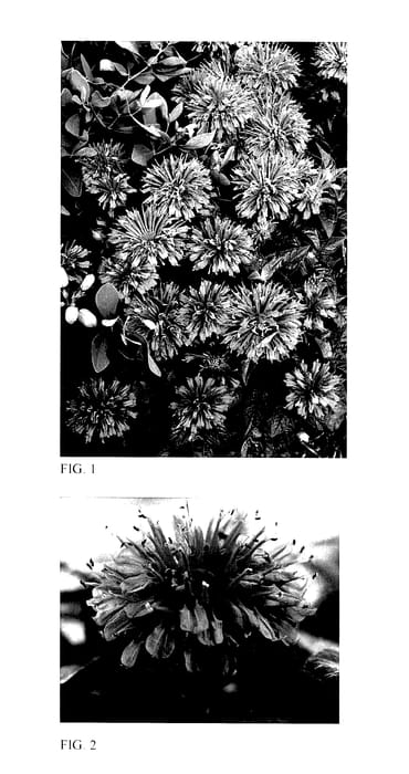 Figure 1 of US plant patent PP27571, the photograph of Lilac Lollipop printed in the patent.