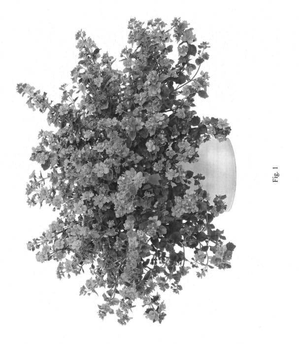 Figure 1 of US plant patent PP27572, the photograph of DCOPDBINDG printed in the patent.