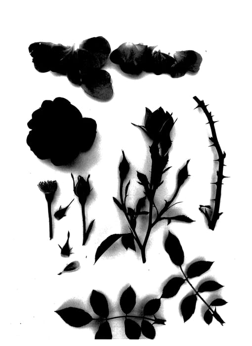 Figure 1 of US plant patent PP27573, the photograph of Poultc019 printed in the patent.