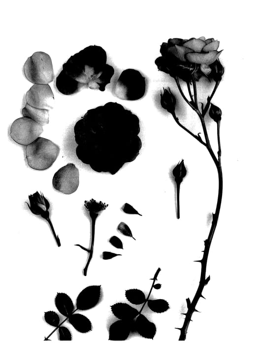 Figure 1 of US plant patent PP27574, the photograph of Poultc021 printed in the patent.