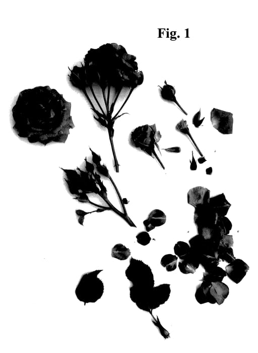 Figure 1 of US plant patent PP27575, the photograph of Poulcy033 printed in the patent.