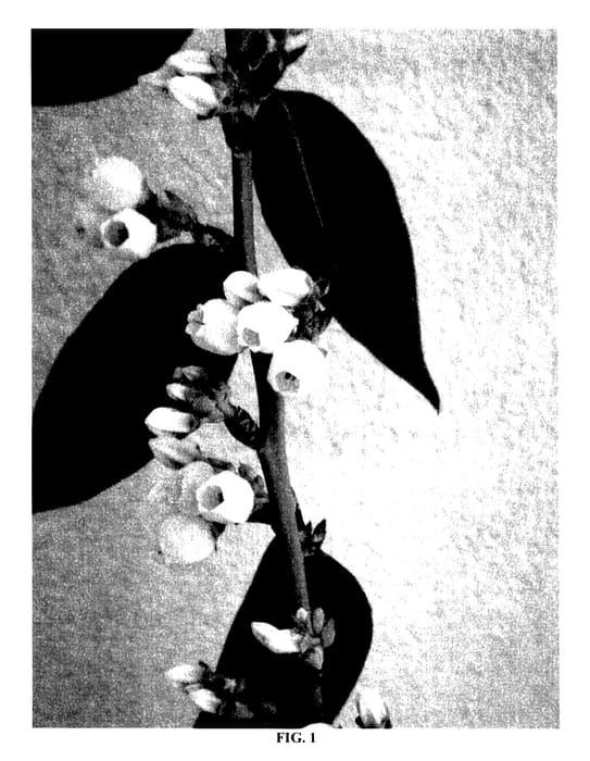 Figure 1 of US plant patent PP27576, the photograph of FL03-228 printed in the patent.