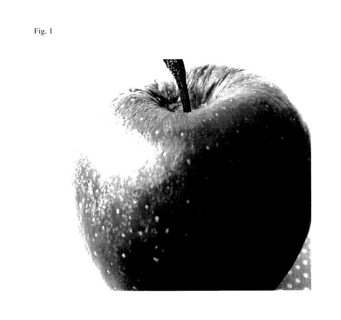 Figure 1 of US plant patent PP27577, the photograph of Gala Schnico Red printed in the patent.