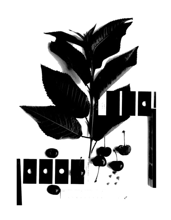 Figure 1 of US plant patent PP27578, the photograph of IFG Cher-one printed in the patent.