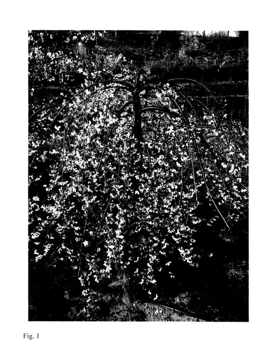 Figure 1 of US plant patent PP27579, the photograph of NCPH1 printed in the patent.