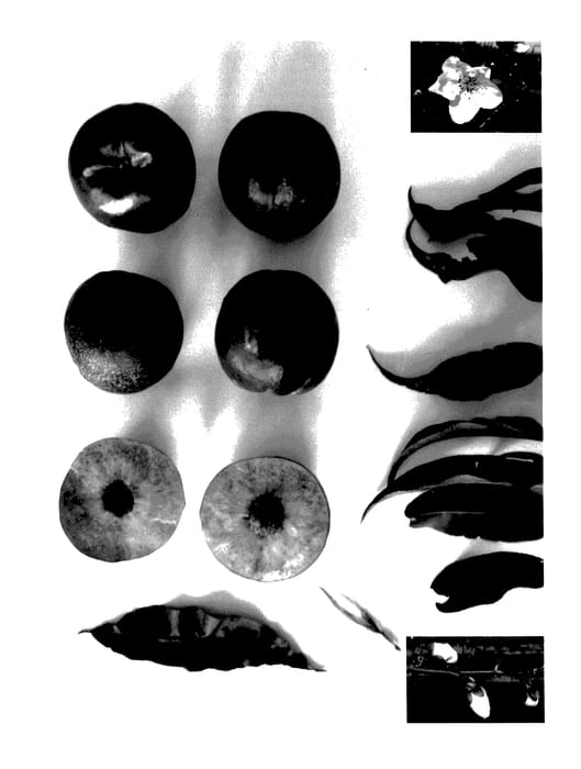 Figure 1 of US plant patent PP27580, the photograph of Candysweet XII printed in the patent.