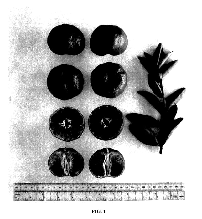 Figure 1 of US plant patent PP27581, the photograph of UFGlow printed in the patent.