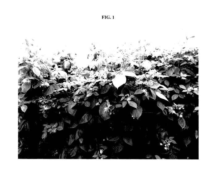 Figure 1 of US plant patent PP27582, the photograph of BOUNTIFUL printed in the patent.