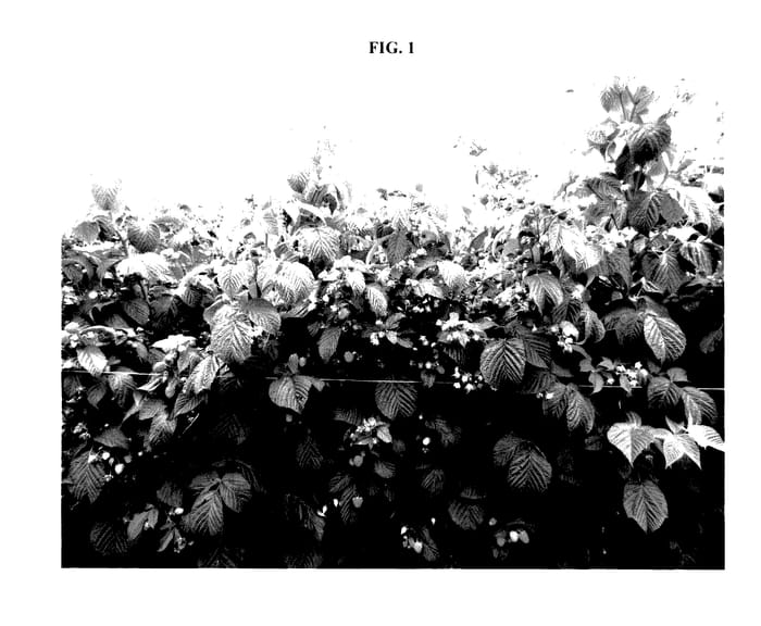Figure 1 of US plant patent PP27583, the photograph of PARAGON printed in the patent.