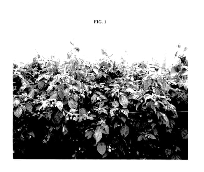 Figure 1 of US plant patent PP27584, the photograph of PS-9514 printed in the patent.
