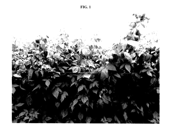 Figure 1 of US plant patent PP27585, the photograph of OVATION printed in the patent.