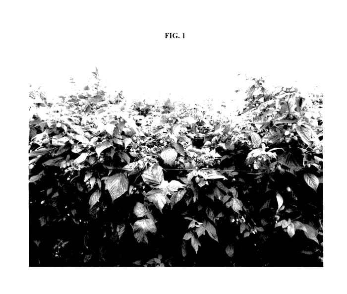 Figure 1 of US plant patent PP27586, the photograph of Gleam printed in the patent.