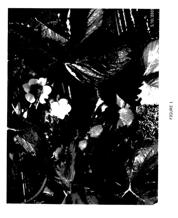 Figure 1 of US plant patent PP27587, the photograph of NJ99-204-1 printed in the patent.