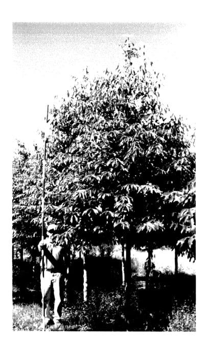 Figure 1 of US plant patent PP27588, the photograph of Cherry Pie printed in the patent.