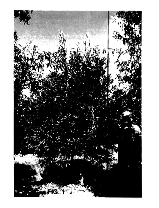 Figure 1 of US plant patent PP27589, the photograph of MVMTF printed in the patent.