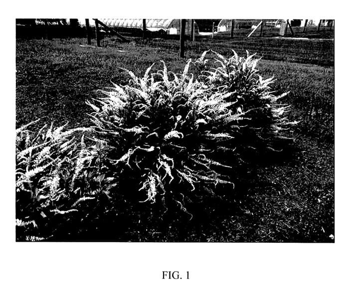 Figure 1 of US plant patent PP27590, the photograph of Novacleein printed in the patent.