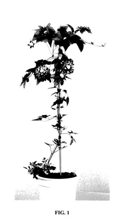 Figure 1 of US plant patent PP27591, the photograph of Taiga printed in the patent.