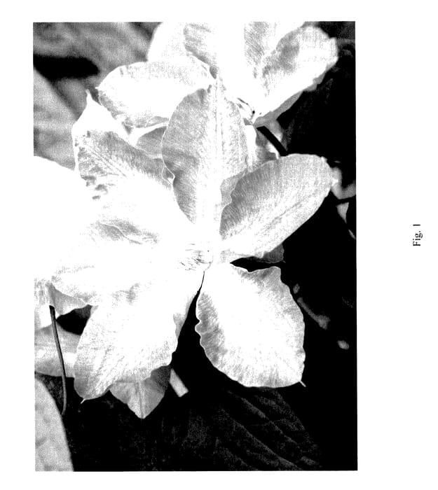 Figure 1 of US plant patent PP27592, the photograph of TRA27 printed in the patent.