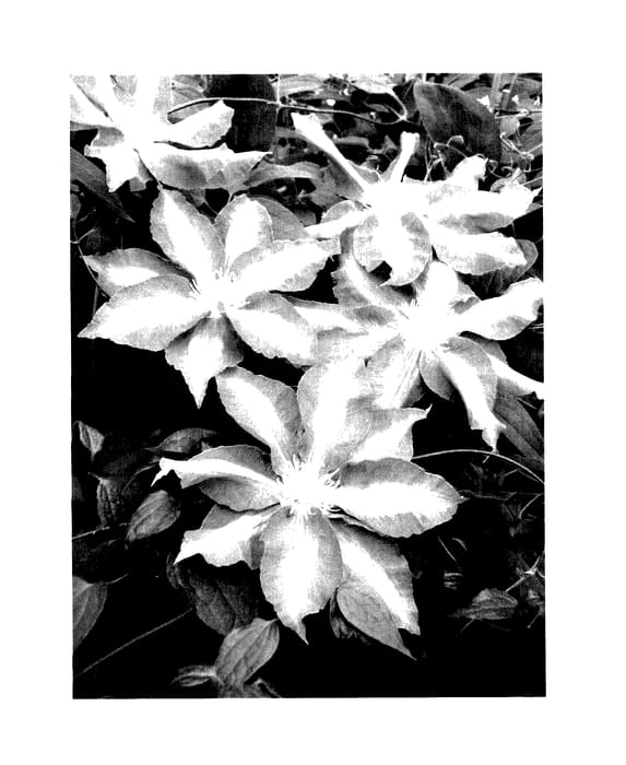Figure 1 of US plant patent PP27593, the photograph of TRAJEM printed in the patent.