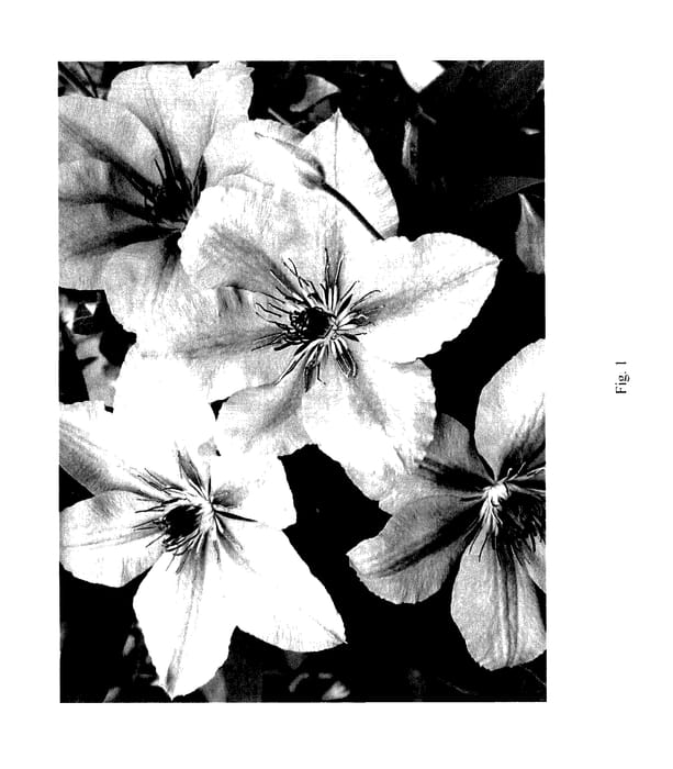 Figure 1 of US plant patent PP27594, the photograph of TRA415 printed in the patent.