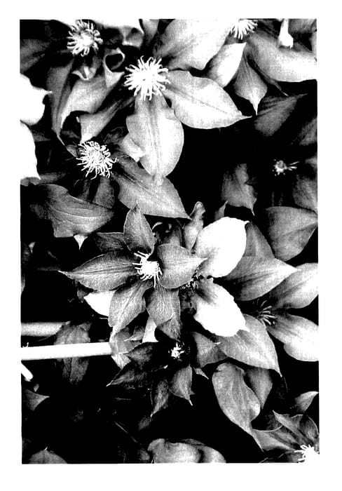 Figure 1 of US plant patent PP27595, the photograph of TRA73 printed in the patent.
