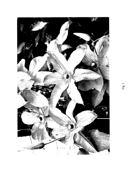 Figure 1 of US plant patent PP27596, the photograph of TRA35 printed in the patent.