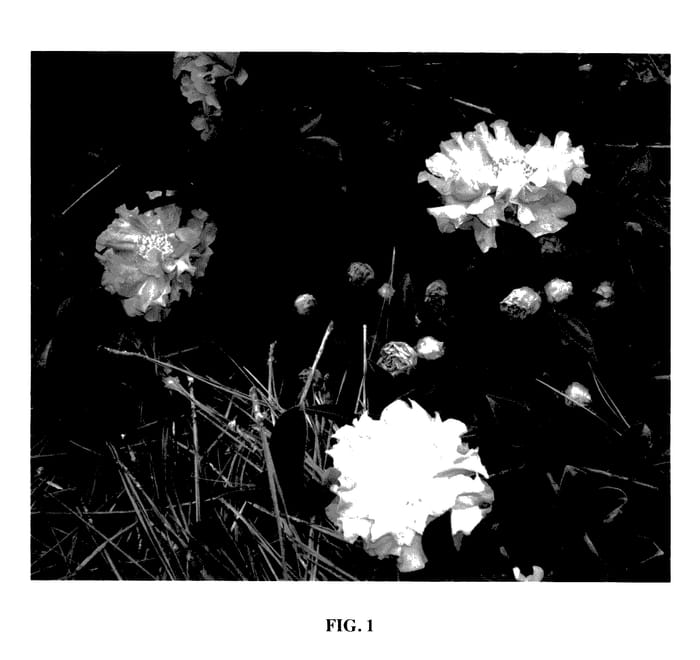 Figure 1 of US plant patent PP27597, the photograph of Green 01-006 printed in the patent.