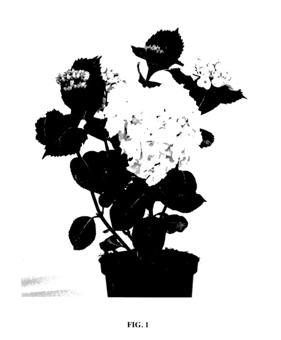 Figure 1 of US plant patent PP27598, the photograph of KLAHYFLA printed in the patent.