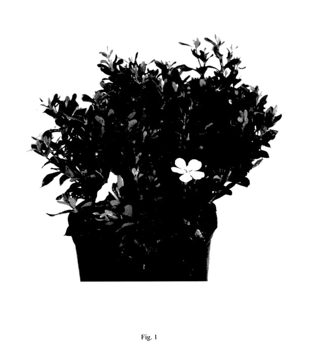 Figure 1 of US plant patent PP27599, the photograph of LEETHREE printed in the patent.