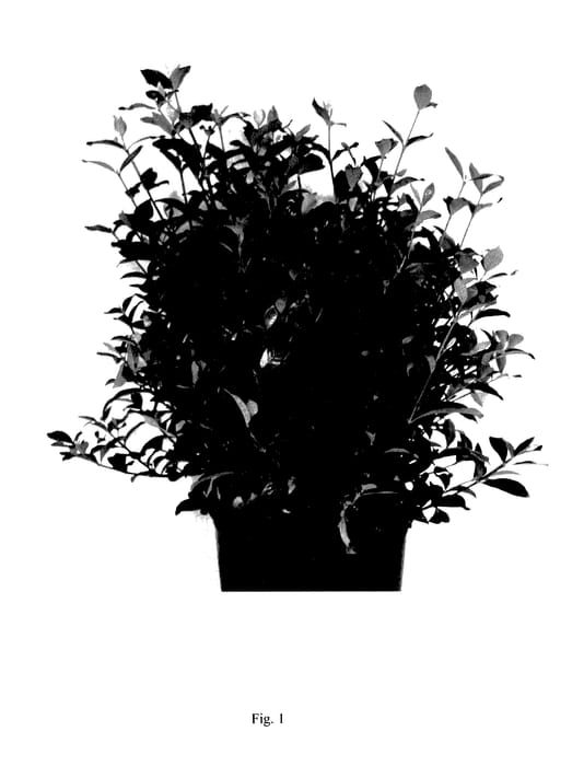 Figure 1 of US plant patent PP27600, the photograph of LEEFOUR printed in the patent.