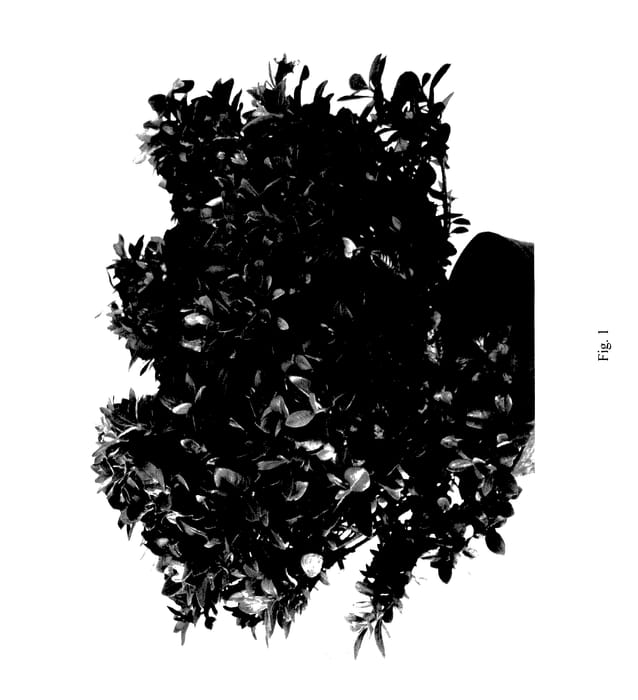 Figure 1 of US plant patent PP27601, the photograph of LEETWO printed in the patent.